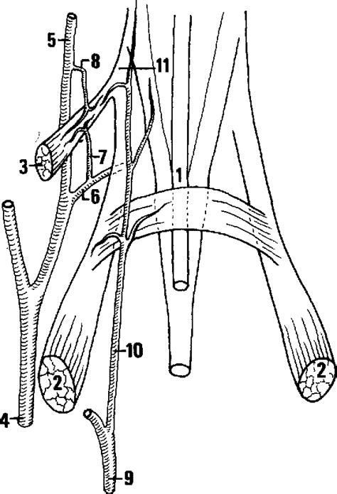 Deep palmar arterial arch | Semantic Scholar