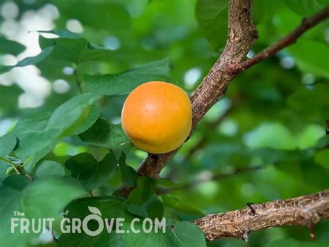 All About Apricot Tree Pollination One Tree Or Two The Fruit Grove