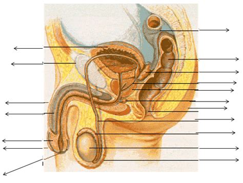 Male Genitalia Label Diagram Quizlet