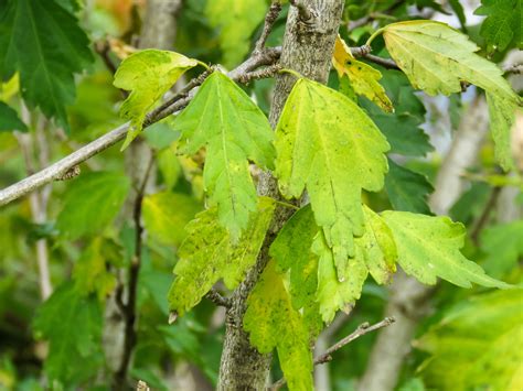 Fotos Gratis Naturaleza Rama Fruta Hoja Flor Ambiente Follaje