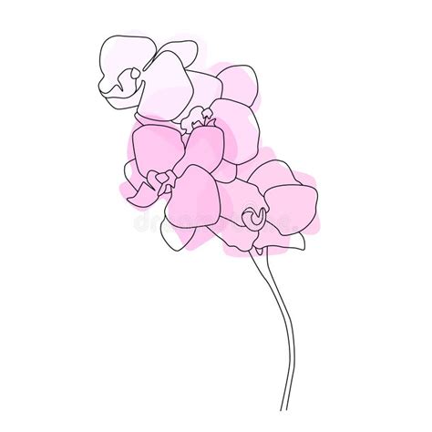 Orchids Contour Flowers White Background Stock Illustrations 123