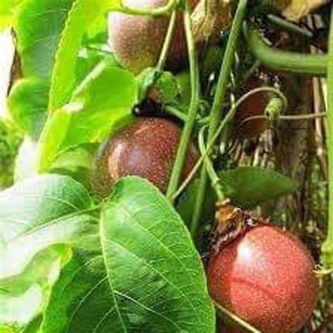 Red passion fruit plant 10in to 2 ft | Etsy