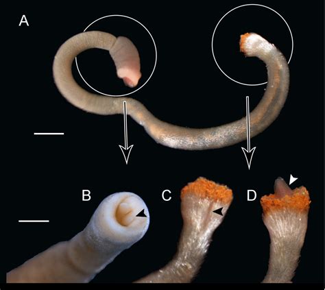 Phylogeny and systematics of Caudofoveata (Mollusca, Aplacophora ...