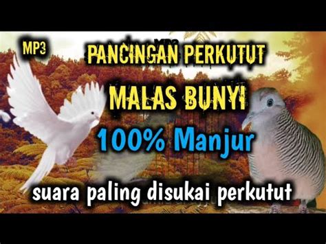 Ampuh Pancingan Perkutut Suara Besar 100 Manjur Terapi Perkutut