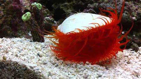 ELECTRIC FLAME SCALLOP RED 30 MAR 2011 YouTube