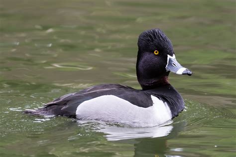 Ring-necked Duck | Audubon Field Guide