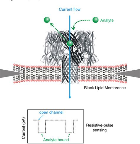 Figure 9 From Solid Supported Lipid Bilayers From Biophysical Studies