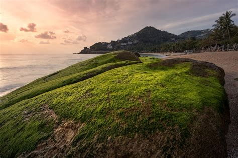 Premium Photo Picturesque Sandy Beach With Granite Rocks Overgrown