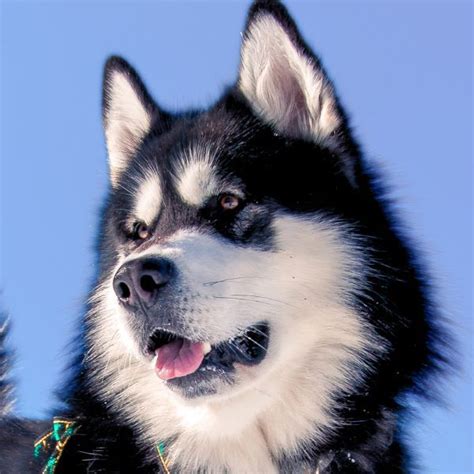 Alaskan Malamute Coat Colors | Coats and Colors