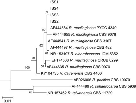 Maximum Likelihood Ml Phylogenetic Tree Obtained From The Analysis Of Download Scientific