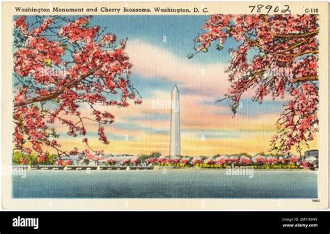 Washington Monument And Cherry Blossoms Washington D C Monuments