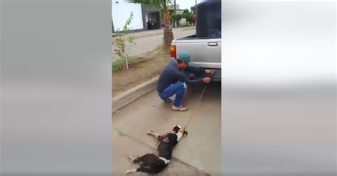 Video Hombre Arrastra A Un Perrito Amarrado A Su Camioneta En Empalme