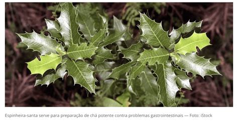 Malefícios Da Espinheira Santa - Espinheira Santa - Louca das Plantas