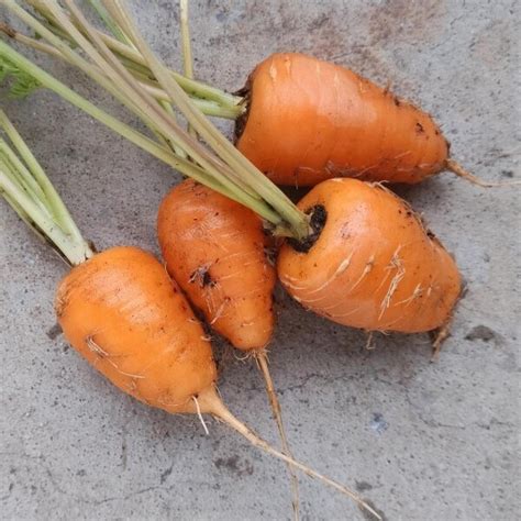 Wortel Chantenay Daucus Carota Bio Zaad