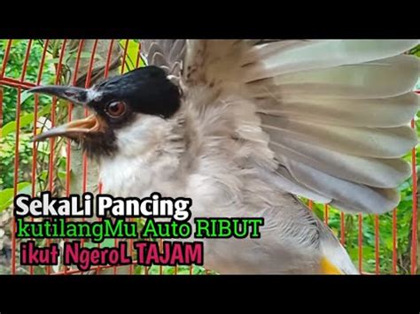 Suara Burung Kutilang Gacor Asli Tanpa Isian Ampuh Untuk Pikat