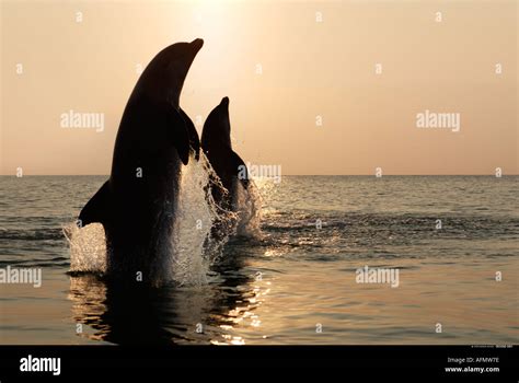 Silueta De Dos Delfines Saltando Al Atardecer Honduras Fotografía De