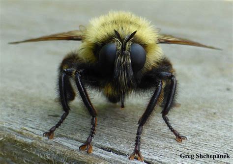 Bumblebee Bug Flying