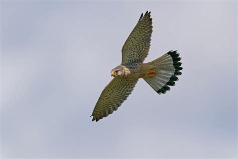 Premium Photo Common Kestrel Falco Tinnunculus