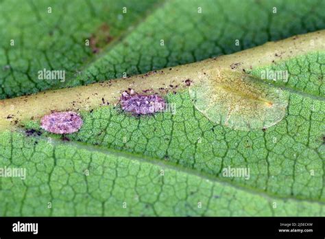 Scale Insects Coccidae On A Magnolia In The Garden They Are