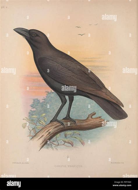 351 Corvus Hawaiiensis In The Birds Of The Sandwich Islands Stock