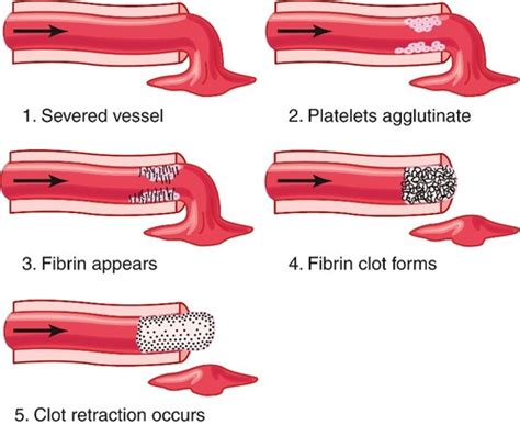 Blood Clotting Laboratory Flashcards Quizlet