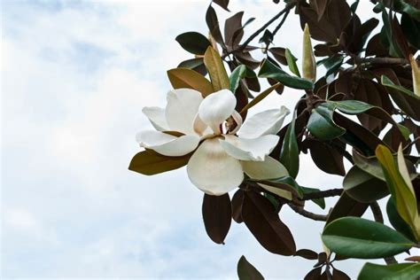 Magnolia Tree Florida: The No1 Southern Natural Beauty - Plantisima