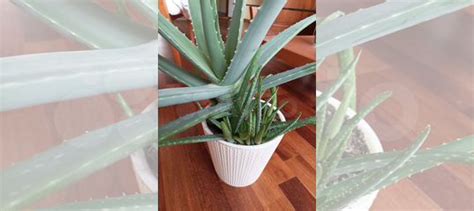 Алоэ вера купить в Уфе | Товары для дома и дачи | Авито