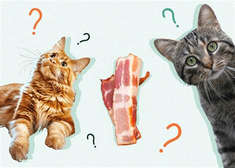 Can Cats Eat Bacon Vet Reviewed Facts And Faq Catster