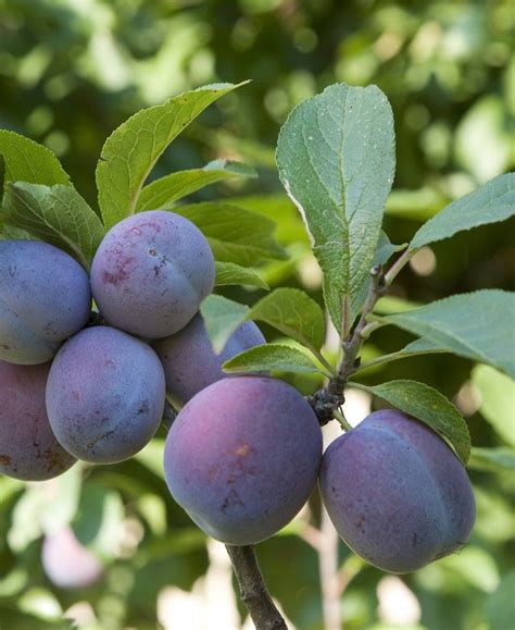 Italian Prune European Plum Prune Plum Plum Tree Fruit Trees