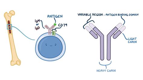 Isolated primary immunoglobulin M deficiency: Video | Osmosis