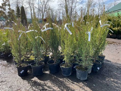 Можжевельник скальный Блю Эрроу | Juniperus scopulorum Blue Arrow 40-45 ...