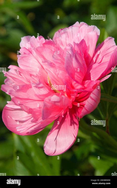 Salmon Beauty Peony Adelman Peony Garden Brooks Oregon Stock Photo