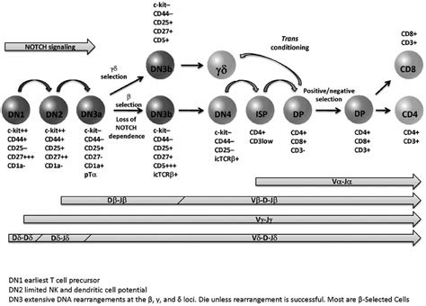 Developmental Stages Of Intrathymic Differentiation The Strong