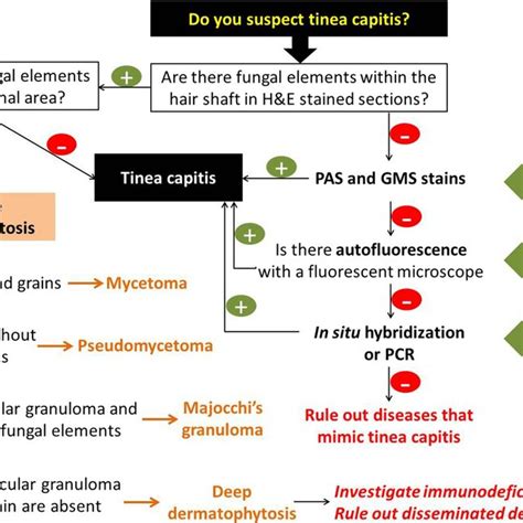 Dermoscopy Of Tinea Capitis Dermoscopic Examination Of Tinea Capitis Download Scientific