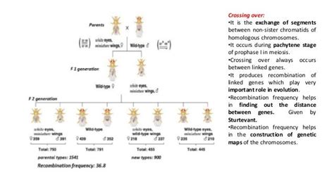 Coupling And Repulsion Human Genetics