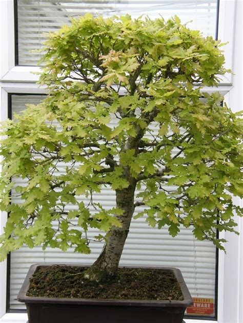 Bonsai Oak Tree Bonsai Tanaman Mungil Dan Indah