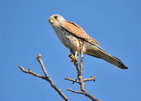 Falke Foto & Bild | tiere, wildlife, wild lebende vögel Bilder auf ...