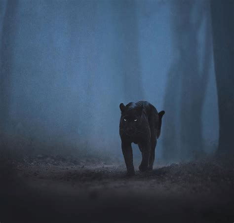 Wildlife Photographer Captures Beautiful Shots Of A Black Panther In