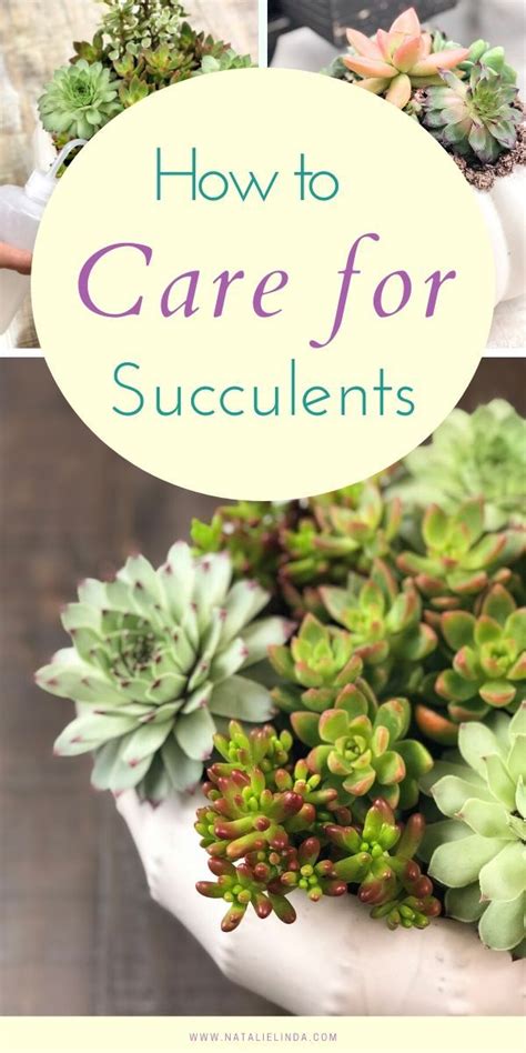 Succulents 101 How To Care For Succulents So They Can Thrive Artofit