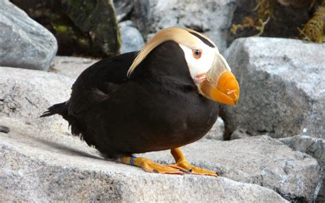 art pictures: Tufted Puffin Wallpapers