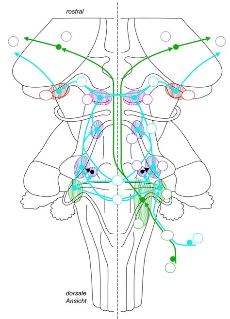 Nervensystem Hirnstamm Und Hirnnerven Sensible Und Vegetative