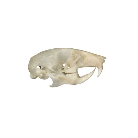 Real Mouse Skull For Sale – Skulls Unlimited International, Inc.