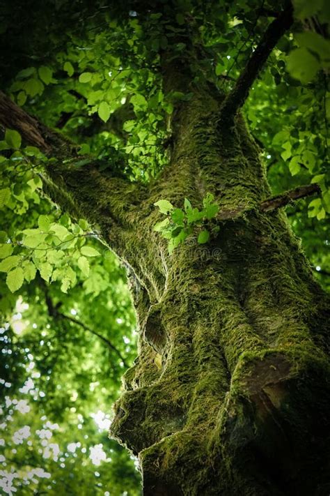 Plan Vertical D Un Tronc D Arbre Mousseline Avec Feuilles Vertes Image