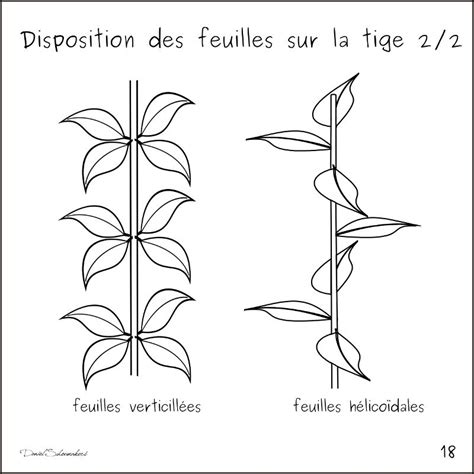 Disposition De La Feuille Sur La Tige