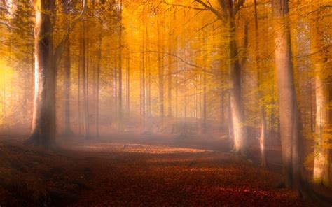 Nature Landscape Mist Morning Trees Fall Leaves Park Yellow Green Path