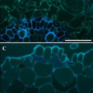 As Root Microphotographs Stained With Aniline Blue A C Roots