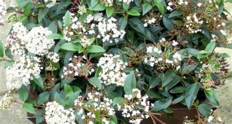 Viburno tino Viburnum tinus lentaggine pianta da siepe in vaso ø17cm