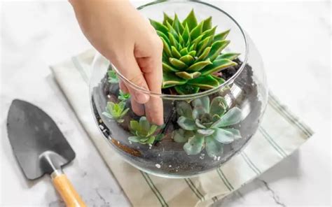 11 Étapes Pour Créer Un Terrarium Avec Des Plantes Succulentes