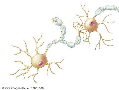 Structure of neuron Structure of neuron, cell body, axon, dendrites ...