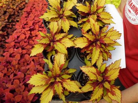 Flamethrower Coleus Parks Brothers Farm Inc